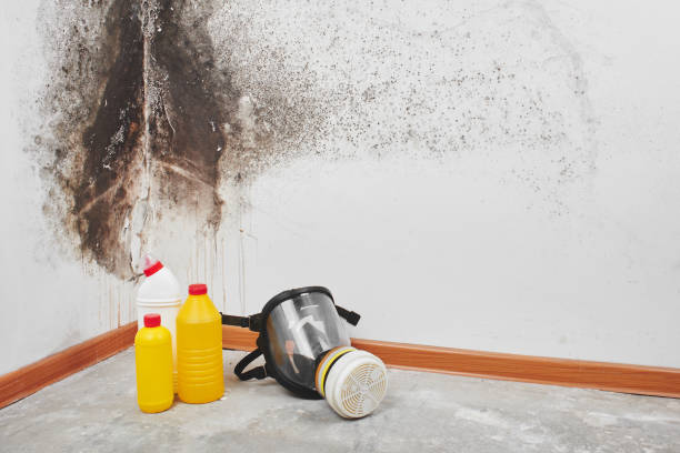 Best Mold Cleaning Services  in Newton, IL
