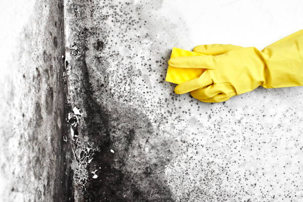 Best Commercial Mold Removal  in Newton, IL