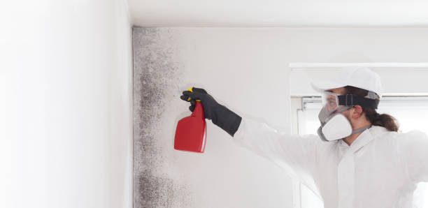 Best Attic Mold Removal  in Newton, IL