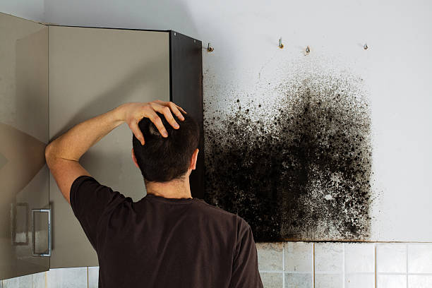 Best Black Mold Removal  in Newton, IL