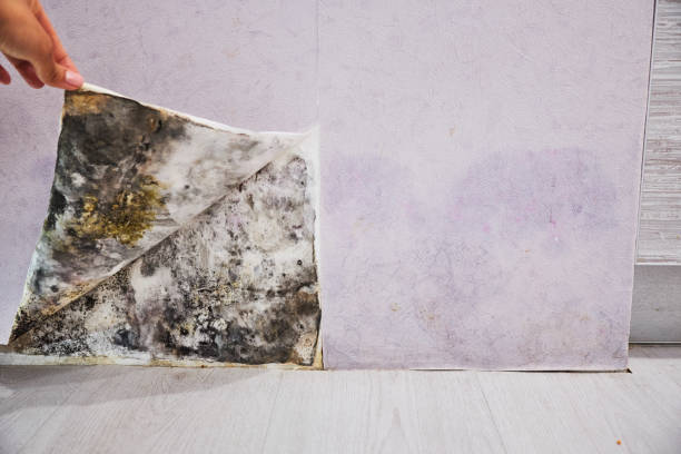 Best Same-Day Mold Removal  in Newton, IL